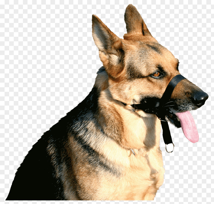 Dog Breed Boxer Rottweiler Muzzle German Shepherd PNG