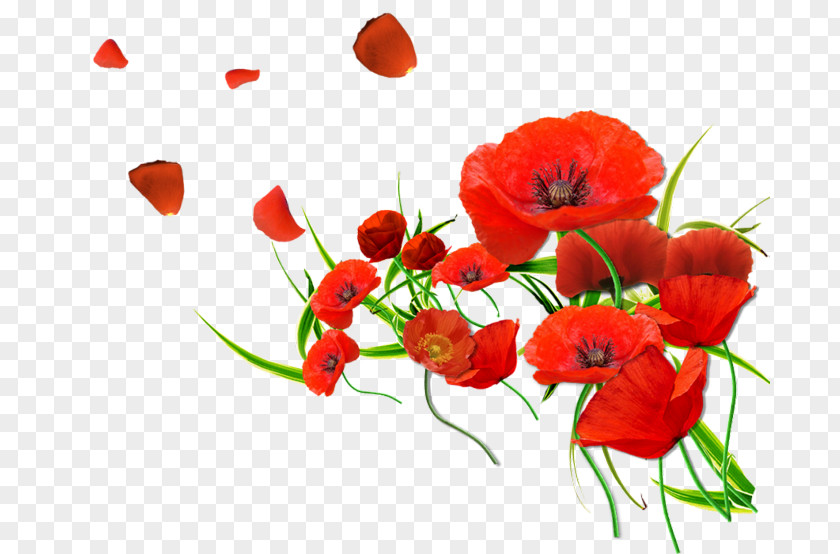 Flower Common Poppy Desktop Wallpaper PNG
