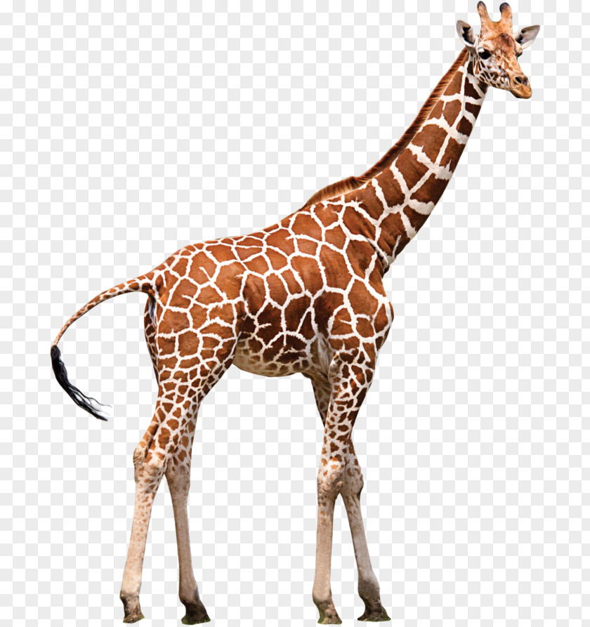 Giraffe Northern Neck Zoo Animal PNG
