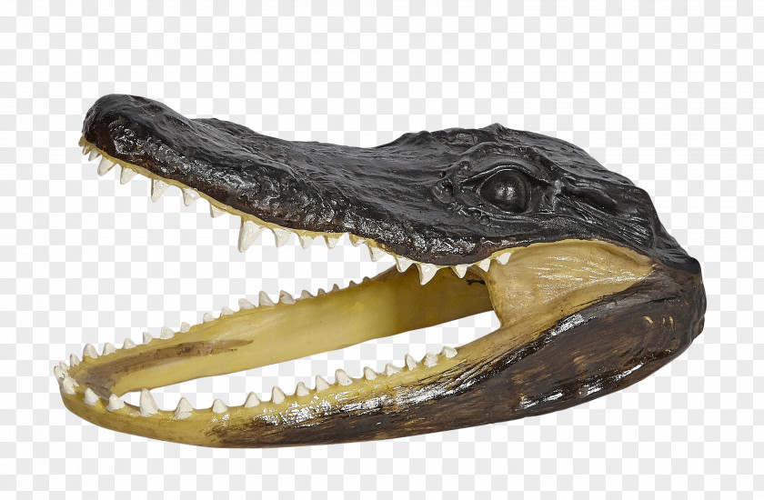 Crocodile Nile Alligators Polyresin Gator Head PNG