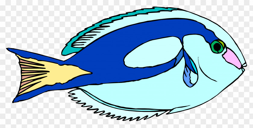 Fish Blue Tang Ornamental Drawing Clip Art PNG
