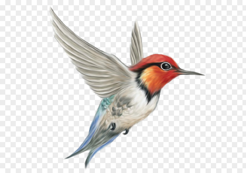 Flying Bird Hummingbird Clip Art PNG