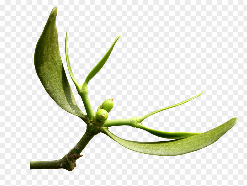 Leaf Plant Stem Bud Flower PNG