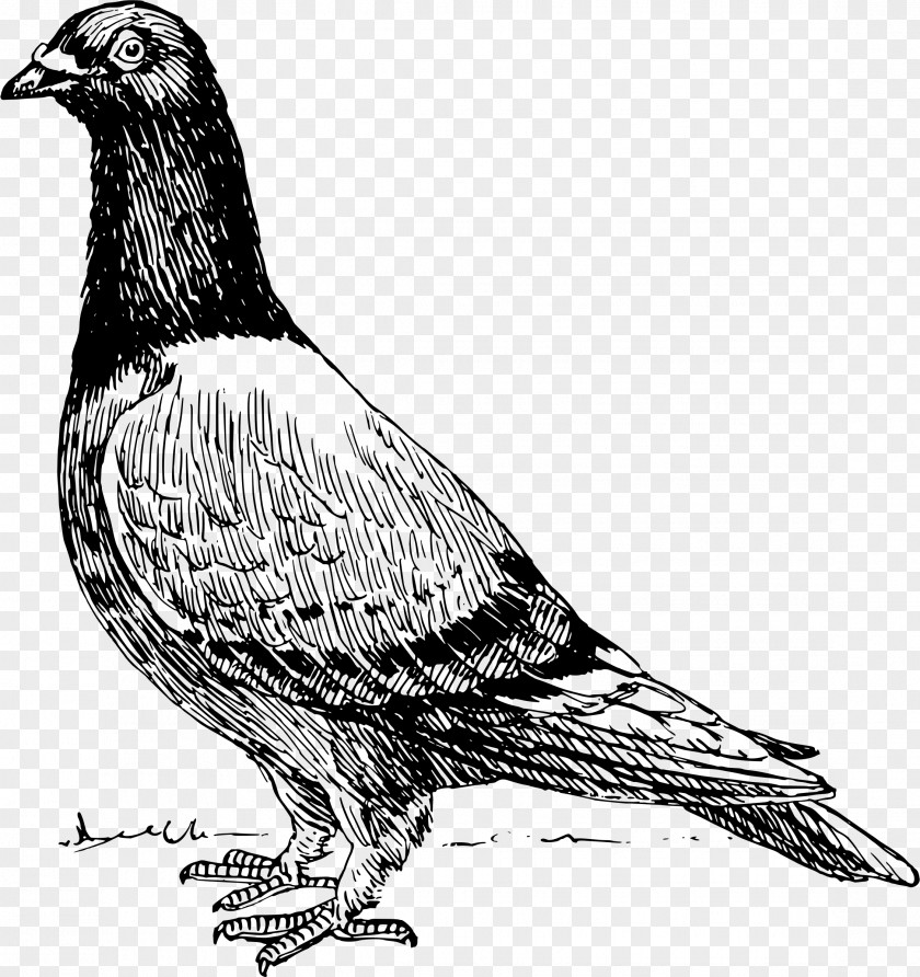 Pigeon Homing T-shirt American Show Racer Release Dove Columbidae PNG