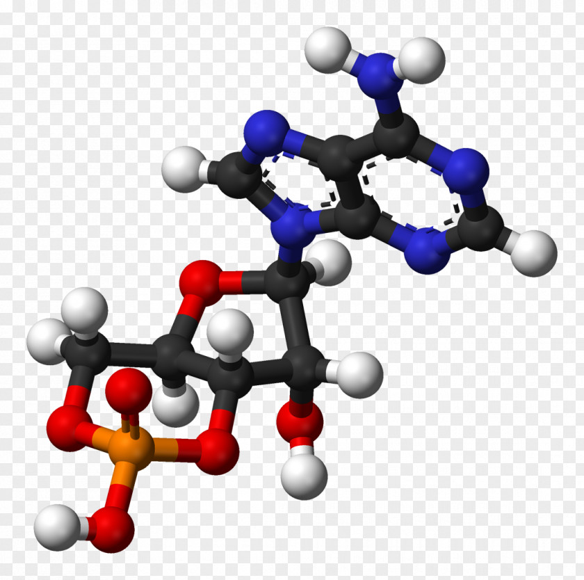 Slavic Ball Cyclic Adenosine Monophosphate Ball-and-stick Model Diphosphate PNG