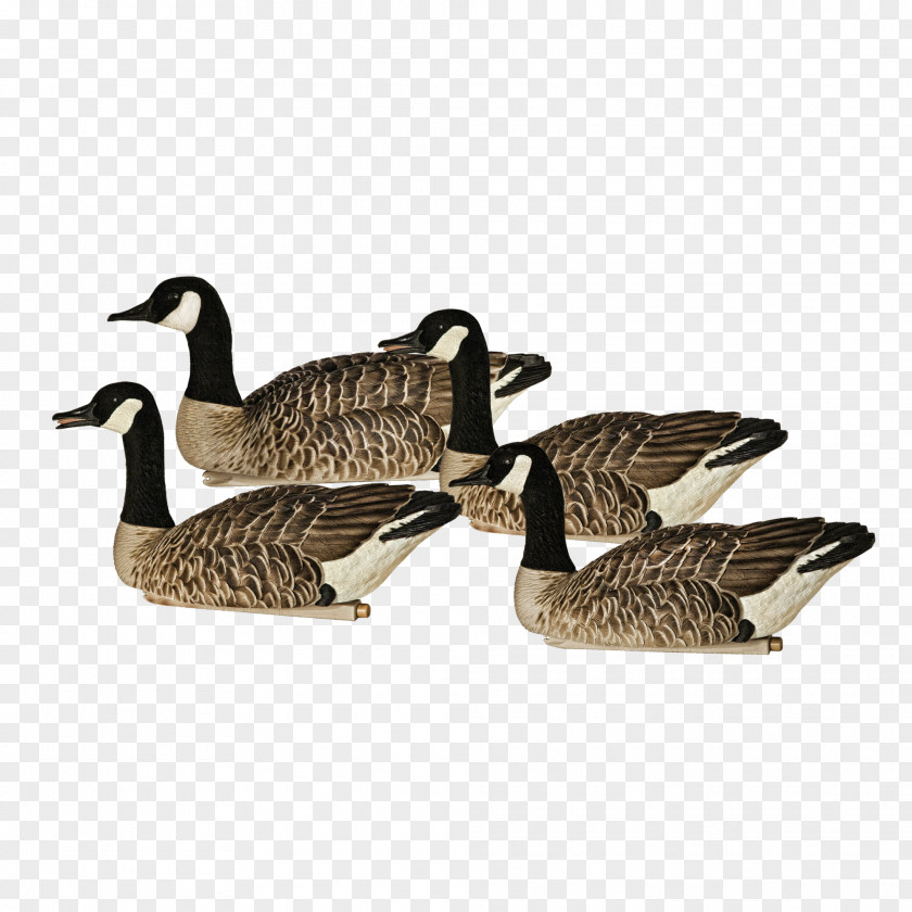 Goose Canada Duck Wawa, Ontario Feather PNG