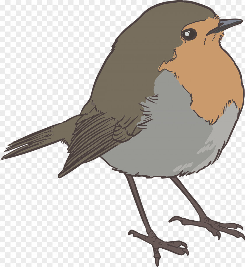 Sparrow Bird PNG
