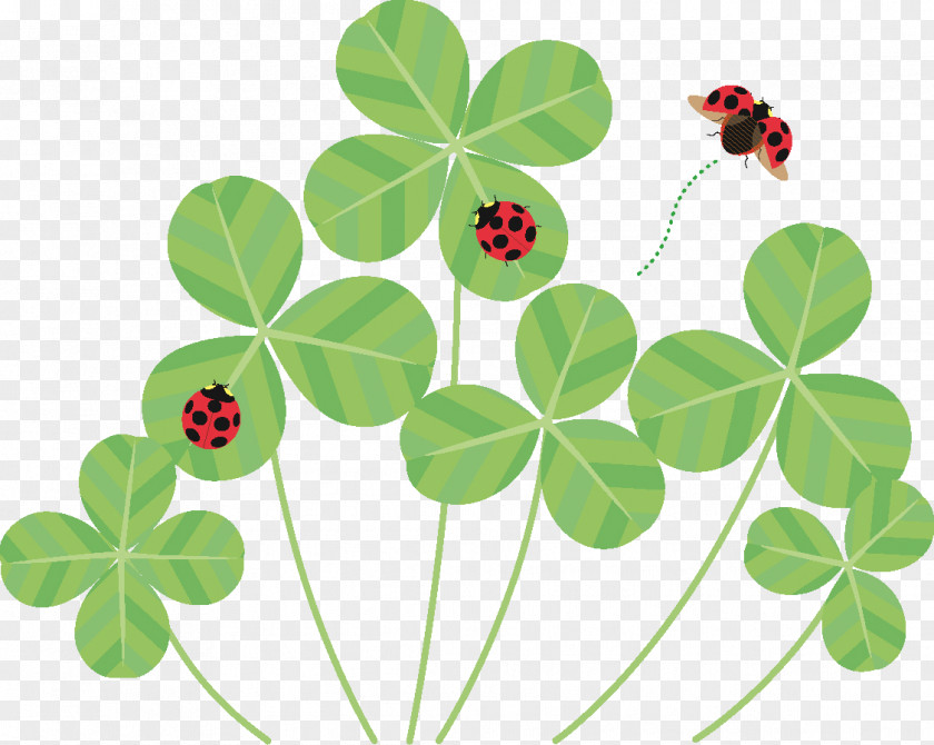 Telugu Ladybird Beetle Shamrock Plant Stem The Conversation PNG