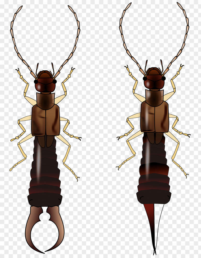 Beetle Earwig Insect Wing Termite Biological Life Cycle PNG