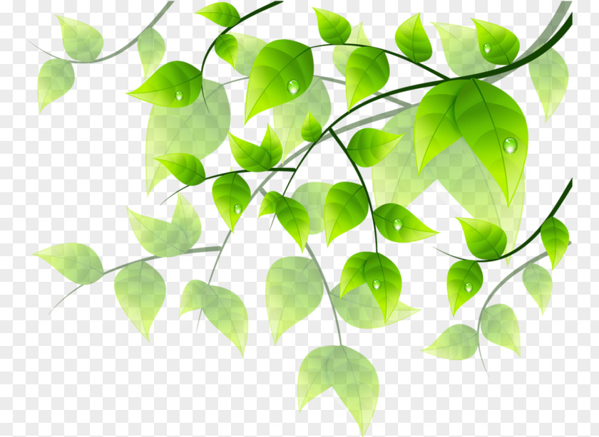 Green Leaves With Water Drops Flower Floral Design Clip Art PNG