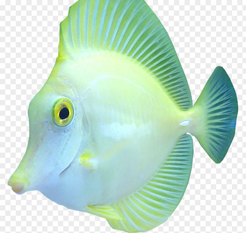 Marine Biology Coral Reef Fish PNG