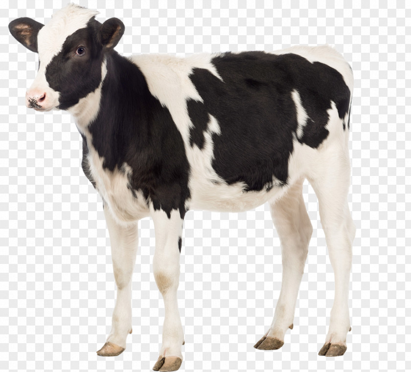 Milk Cow Cattle Sheep Domestic Pig Calf Livestock PNG