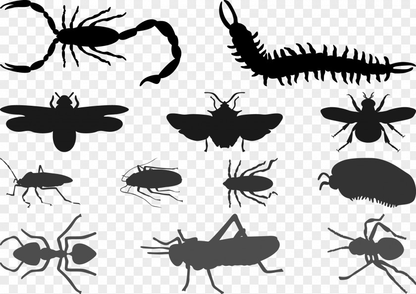 Scorpions And Other Insects, Centipedes Silhouette Vector Beetle Cockroach Butterfly PNG