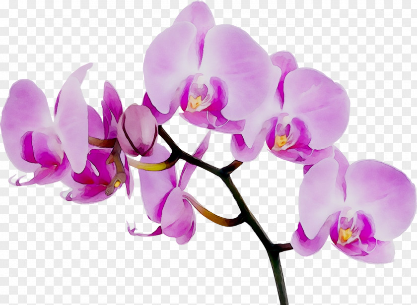 Aurora Flowers Orchid Wallpaper Mural Orchids Forwall PNG