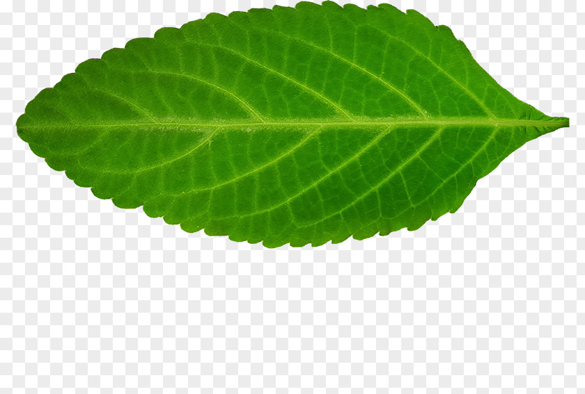 Copynumber Variation Perilla Leaf PNG