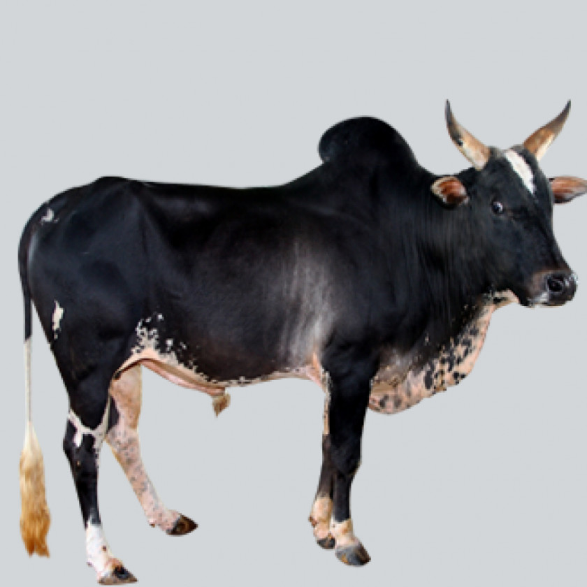 Cow Thanjavur Umblachery Gyr Cattle Bargur Amrit Mahal PNG