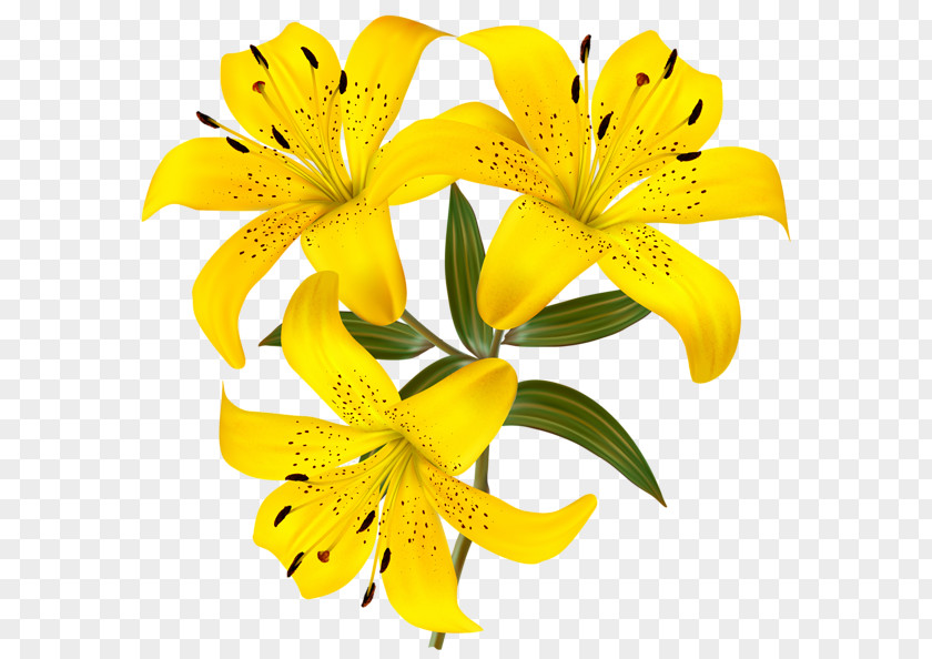Flower Tiger Lily Yellow Clip Art PNG