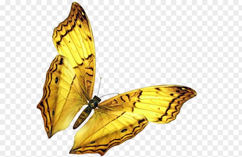 Golden Butterfly Insect Wing PNG