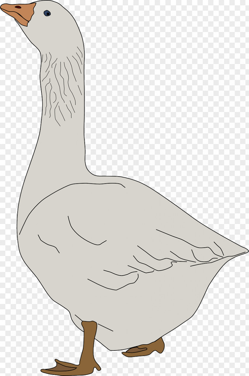 White Swan Domestic Goose Royalty-free Clip Art PNG