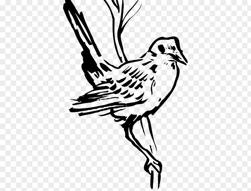Bird Wing Feather Beak Clip Art PNG