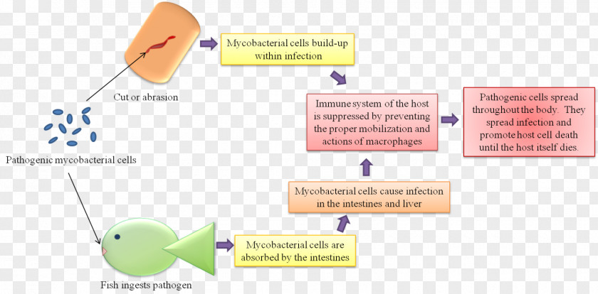 Mycobacterium Marinum Kansasii Tuberculosis Pathogenesis PNG