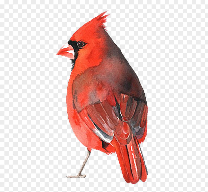 Painting Arizona Cardinals St. Louis Northern Cardinal Watercolor PNG