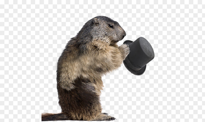 Beaver Hat Groundhog Alpine Marmot Rodent Stock Photography PNG