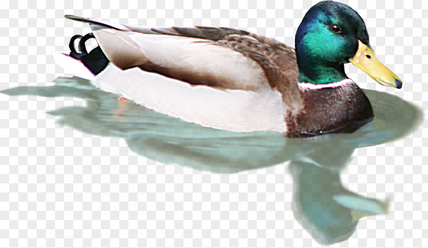 Duck Bird Cygnini Insect PNG