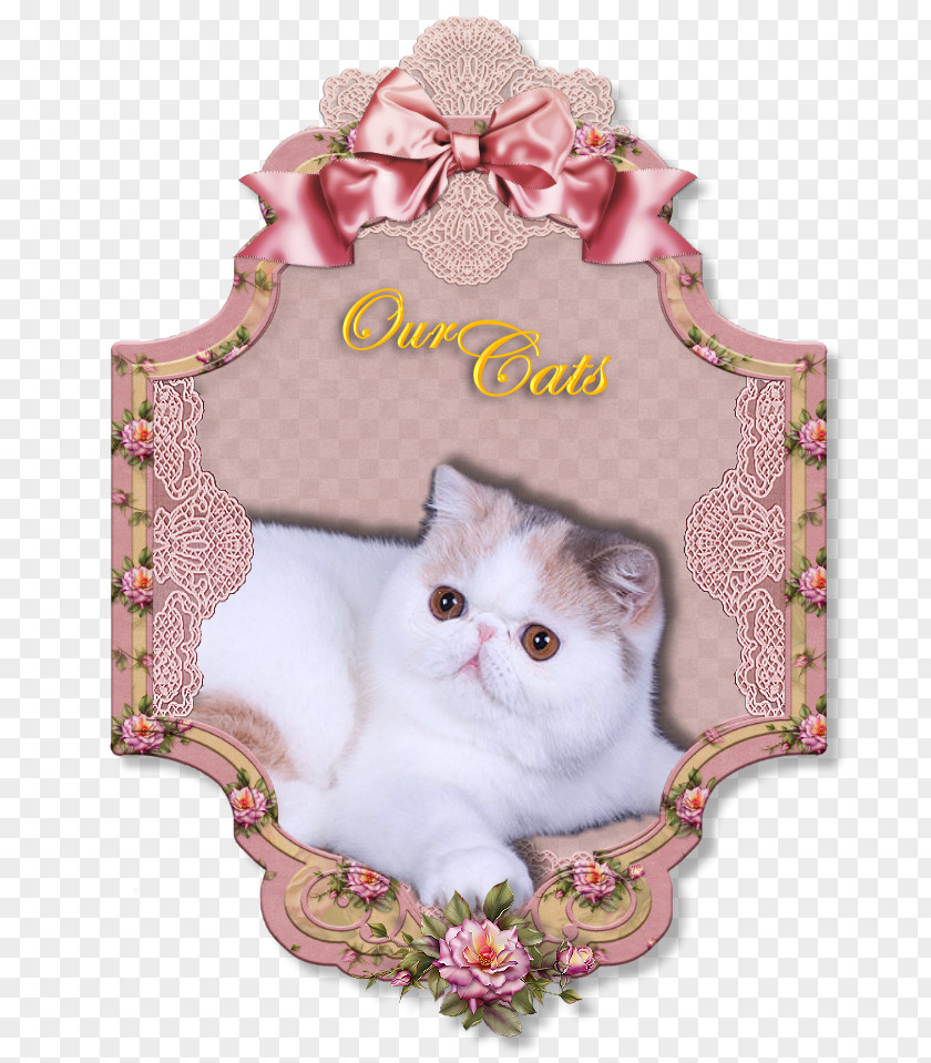 Exotic Shorthair Picture Frames Paper Decoupage Photography PNG