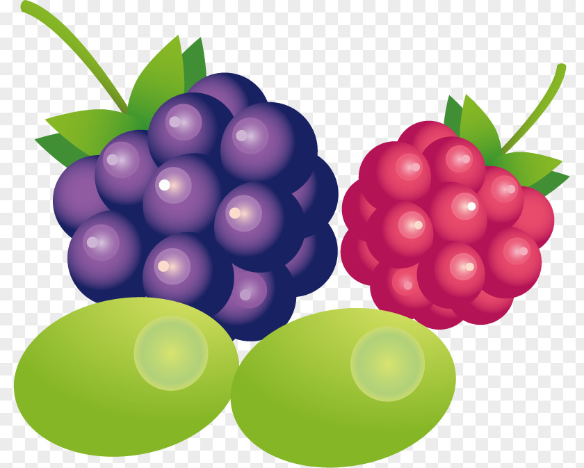 Grapes Oranges Vector Material Grape PNG