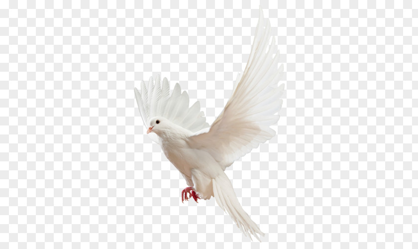 Bird Homing Pigeon Columbidae Fantail Release Dove PNG