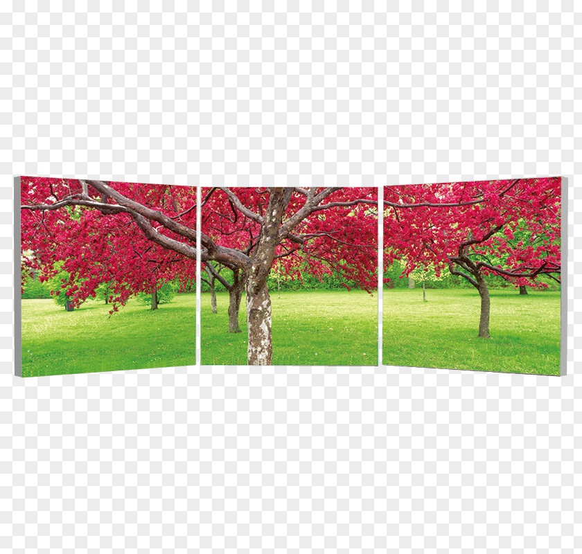 Cherry Blossoms Art Photography Triptych Painting Canvas PNG