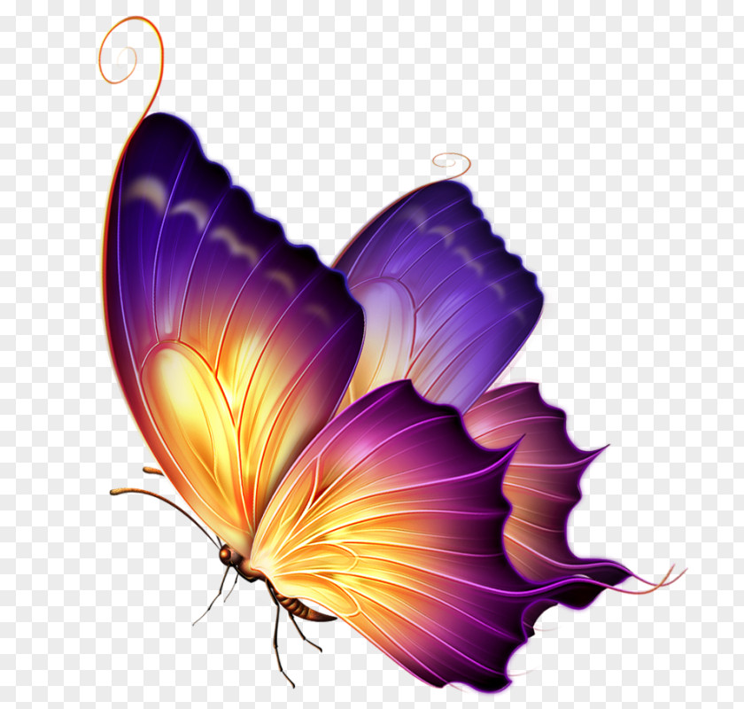 Pieridae Petal Butterfly Design PNG