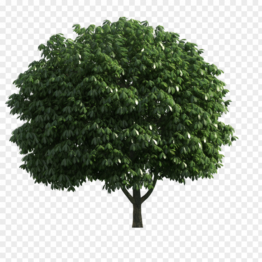 Tree Branch Stock Photography Shrub PNG