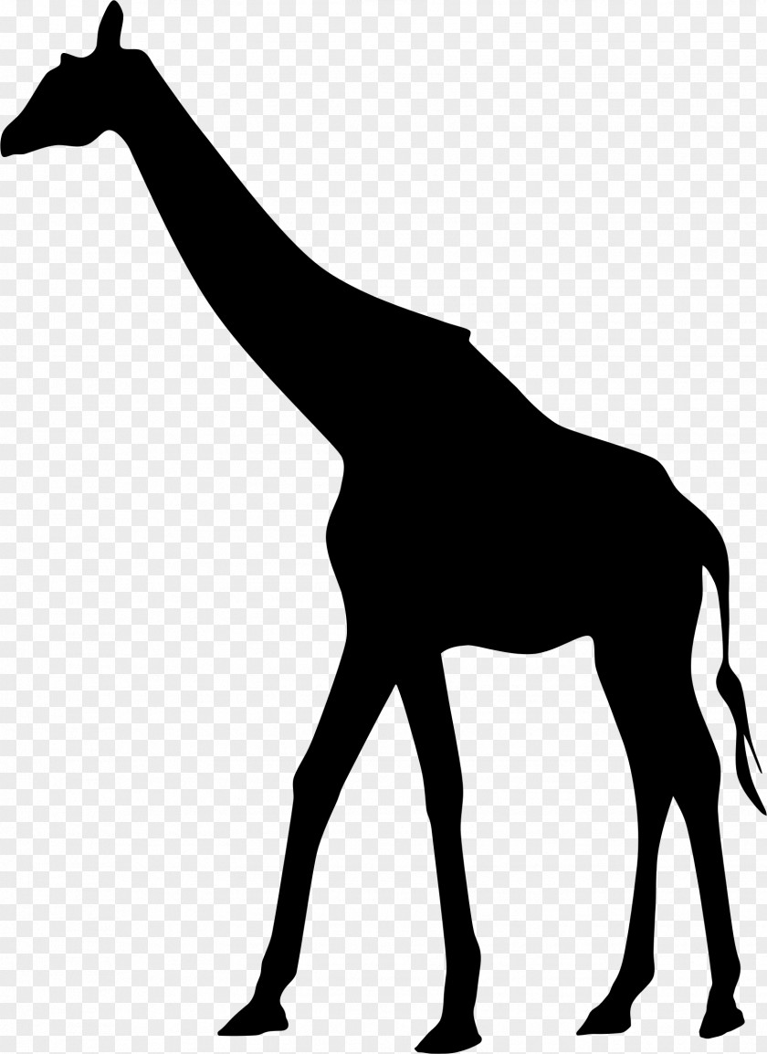 African Northern Giraffe West Silhouette PNG