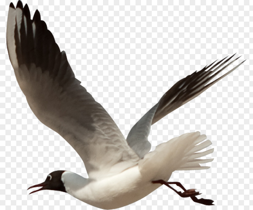 Bird European Herring Gull Gulls Beak Feather PNG