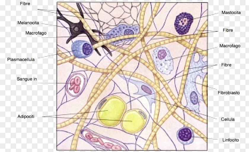 Loose Connective Tissue Ground Substance Cell PNG