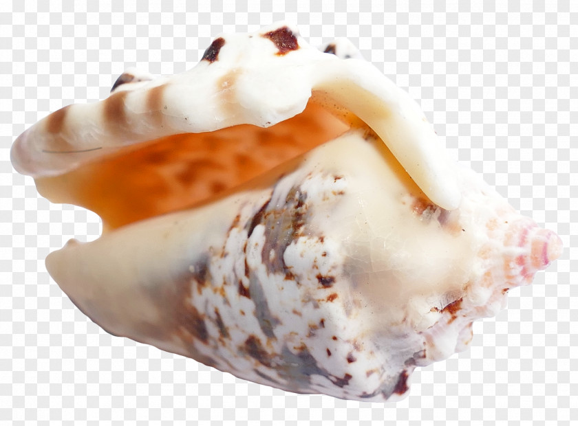 Sea Shell Ice Cream Seashell PNG