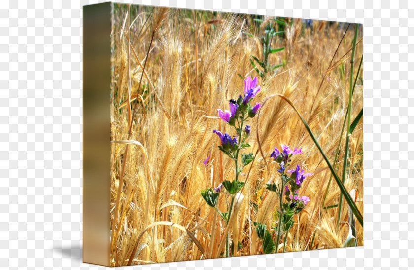 Wheat Gallery Wrap Wildflower Barley Meadow PNG
