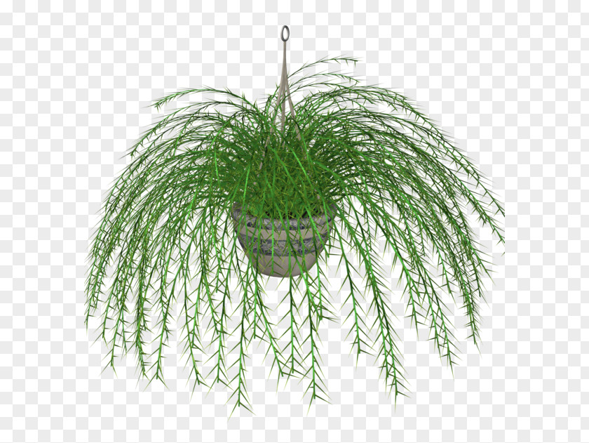 Fern Houseplant Flowerpot Clip Art PNG