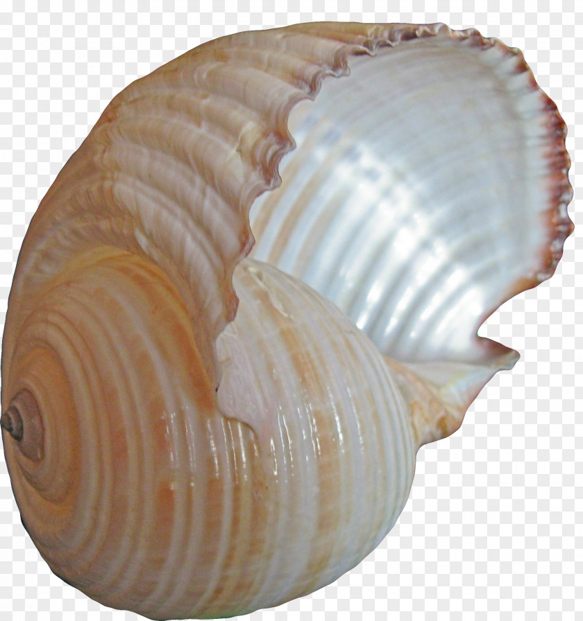 Pretty Conch Material Cockle Seashell Sea Snail PNG