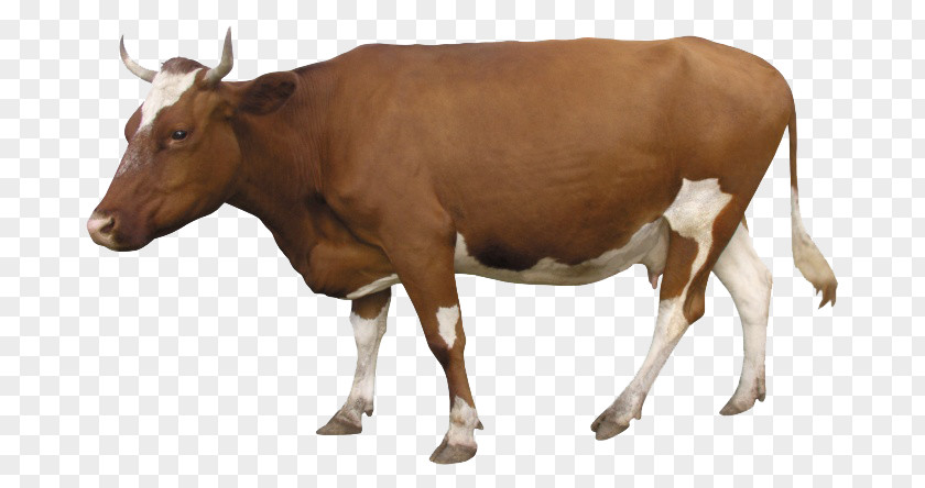 Cow Southern Yellow Cattle Domestic Animal Alibaba Group Veterinary Medicine PNG