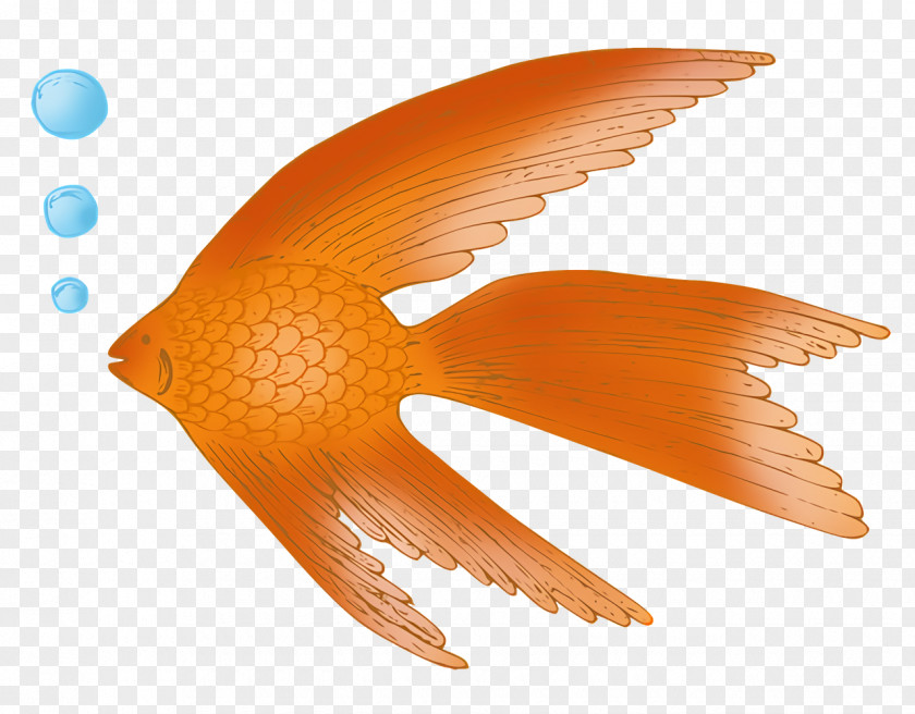 Fish Beak Tail Biology Science PNG