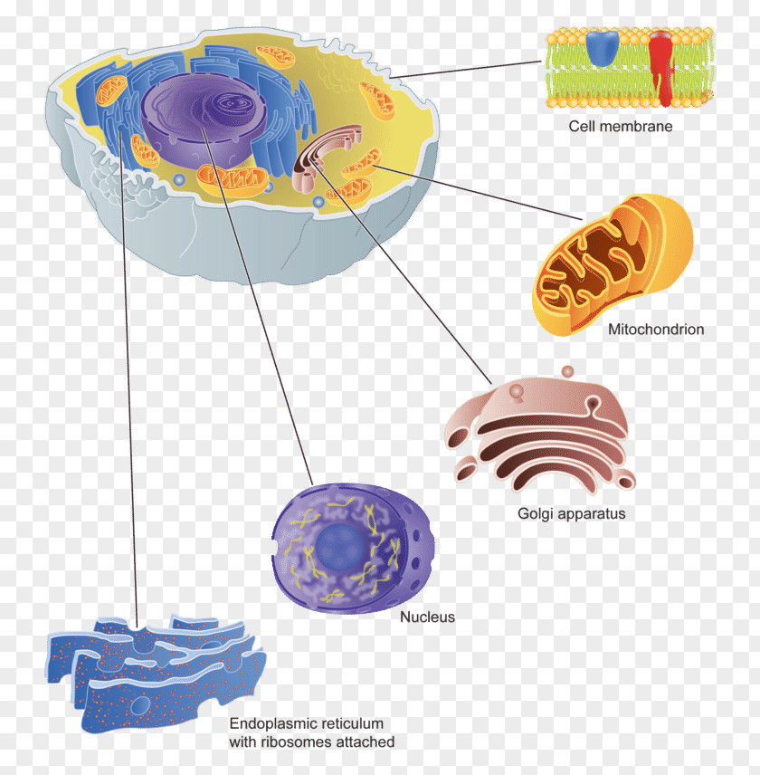 Human Cells Golgi Apparatus Cell Membrane Protein Targeting PNG