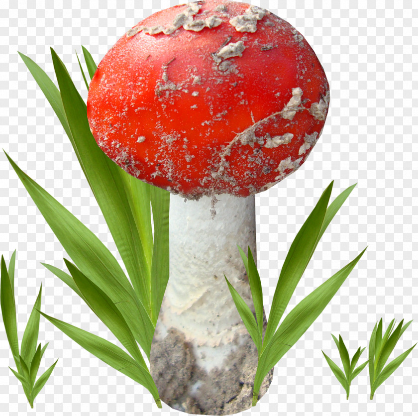 Mushroom Agaric Fungus Edible Pleurotus Eryngii PNG