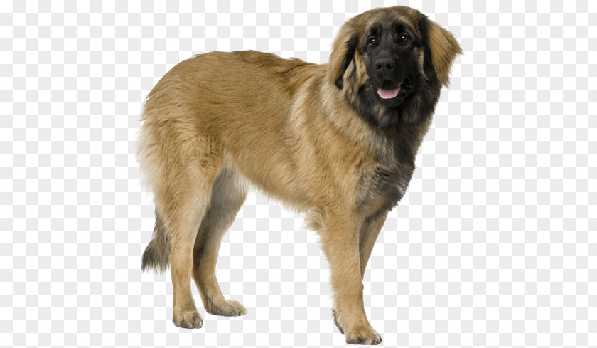 Puppy Estrela Mountain Dog Leonberger Sarplaninac Breed PNG