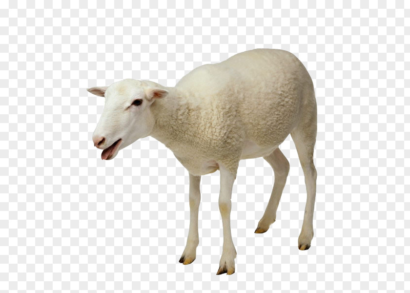 Sheep Goat Milking Taurine Cattle PNG