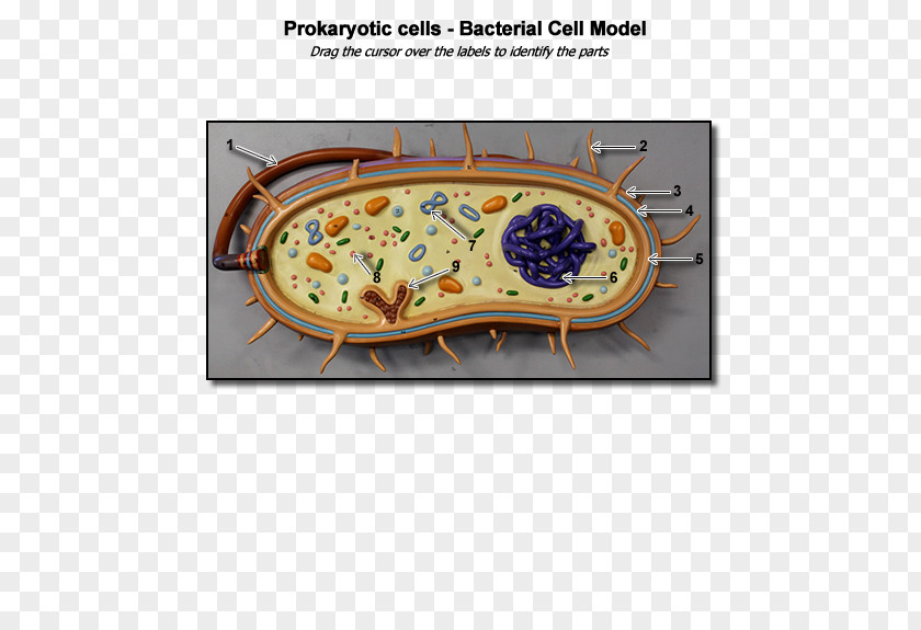 BACTERIUM Bacterial Cell Structure Prokaryote Biology PNG