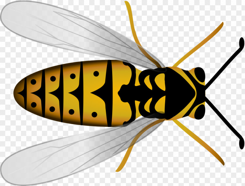 Bee Honey Insect Hornet Beehive PNG