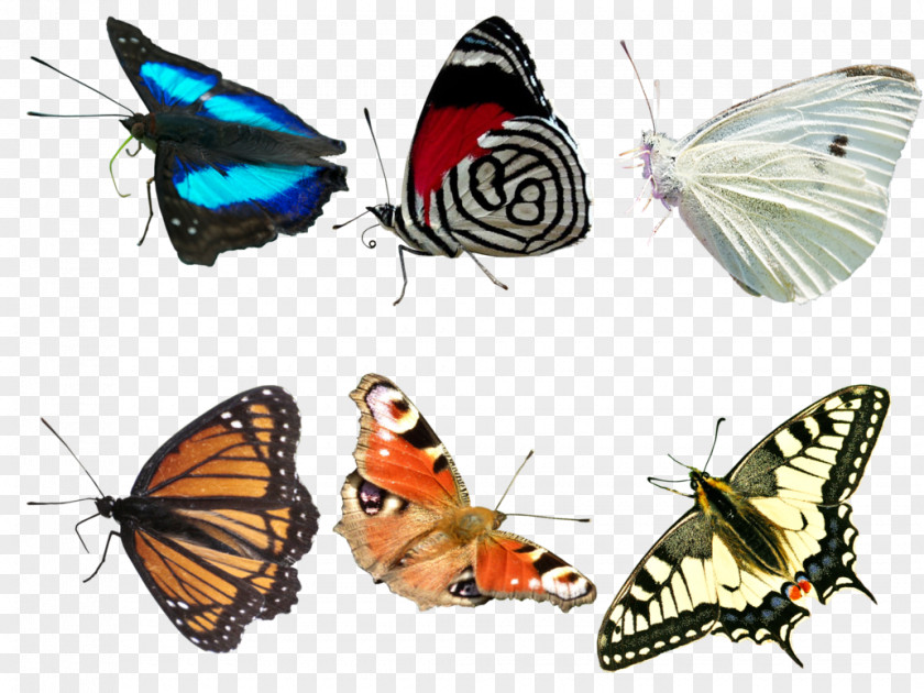 Butterfly Monarch Net PNG